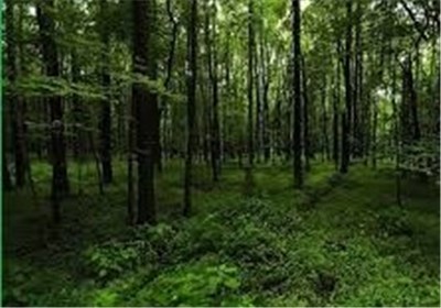  وقتی طبیعت ناب گیلان قربانی توسعه شد/اجرای پروژه ملی نفت در سواحل رودسر 
