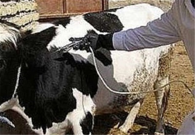 کمبود واکسن تب برفکی در کشور برطرف شد