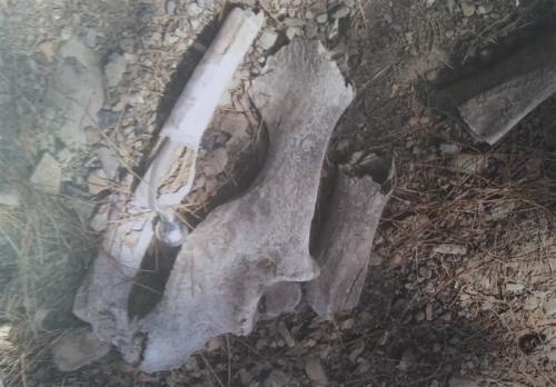  رازگشایی از استخوانهای کشف شده در غرب تهران