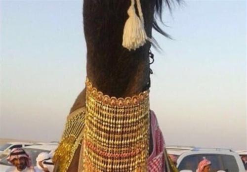 جوانان عربستان و آرزوی ازدواج با شتر + عکس 