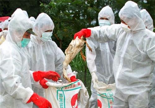  آنفلوآنزای مرغی در چند قدمی ایران 