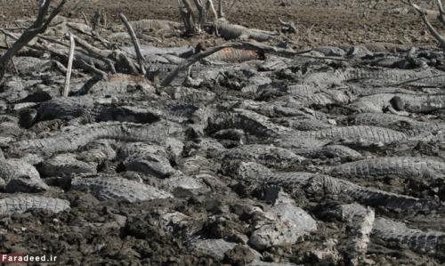 (تصاویر) خشکسالی کروکودیل‌ها را خشک کرد 