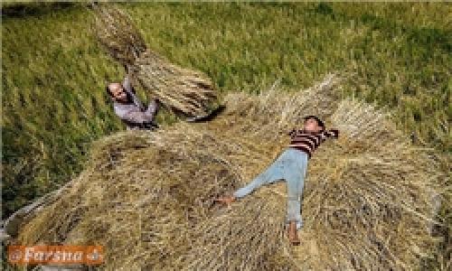 شوی تبلیغاتی دولت با طعم برنج ایرانی/ انتقاد کشاورزان مازندرانی از سیاست‌های ضدحمایتی