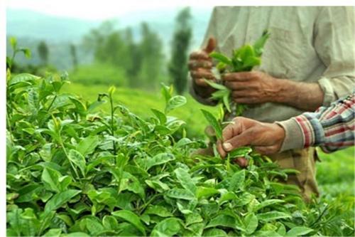  صادرات چای هند به ایران ۳۰ درصد افزایش یافت 