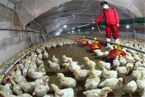  آنفلوآنزای مرغی در تهران به مردم سرایت نمی‌کند 