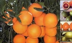 کش و قوس باغداران برای دریافت خسارت مرکبات