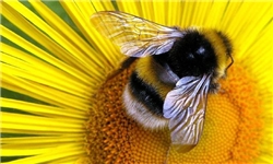 تعداد زنبورهای عسل دنیا 85 درصد کمتر شد