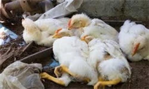 آنفلوانزای پرندگان در 7 استان کشور کنترل شد/ معدوم شدن 5 میلیون قطعه مرغ