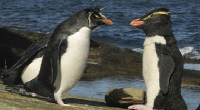 سرکشی «پنگوئن جاسوس» به زندگی خصوصی پنگوئن‌ها+ عکس