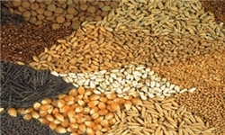 ضایعات 980 میلیارد تومانی در مرغداری‌های صنعتی/ 60 درصد خوراک دام در شرایط غیراستاندارد تولید می‌شود