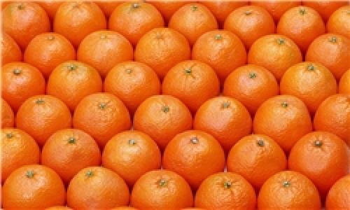 واردات پرتقال از مصر و ترکیه‌ برای تنظیم بازار شب عید/دولت در دراز مدت نباید خرید تضمینی انجام دهد
