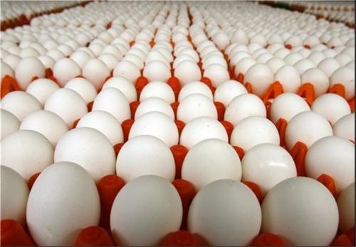  هر شانه تخم‌مرغ به ۱۳۵۰۰ تومان رسید