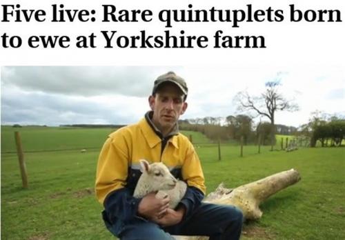 اتفاقی نادر برای یک گوسفند در انگلیس+عکس