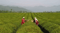 افزایش قیمت خرید تضمینی برگ سبز چای 