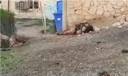 کشته شدن ۳۰ داعشی نزدیک مسجد «النوری» در غرب موصل