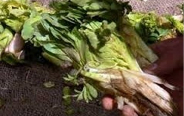اگر آلرژی دارید، دور این‌خوراکی‌ها را خط‌بکشید!