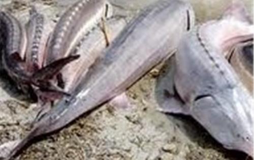 صید ماهیان خاویاری خزر ممنوع شد