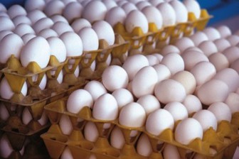  تخم مرغ وارد می شود+عکس
