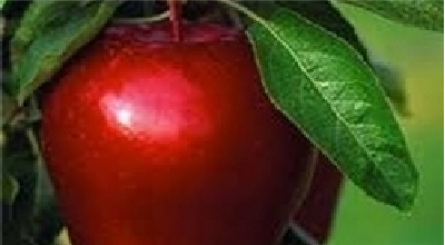 پکتین سیب؛ مکمل طبیعی برای لاغری