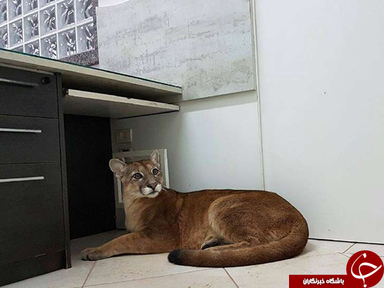  گربه وحشی در دفتر کار یک کارمند +عکس