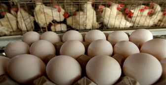 صادرات مرغ و تخم‌ مرغ همچنان بی‌رمق است