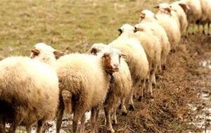  از خرید گوسفند‌های محلی خودداری کنید