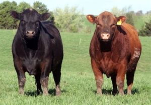 فروش گوشت گوساله با "ژن برتر" کیلویی ۹۰۰ هزار تومان +عکس