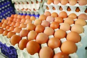 تشریح اقدامات انجام‌شده برای ثبات بازار تخم‌مرغ