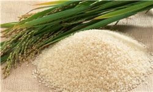 جزییات حمایت از تولید برنج داخلی تشریح شد