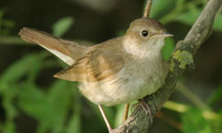 Roots of Language in Humans, Birds