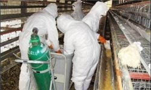 عدم سرایت آنفلوآنزای پرندگان به انسان در ایران