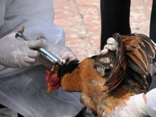 آخرین آمار بیماری آنفلوانزای فوق حاد پرندگان