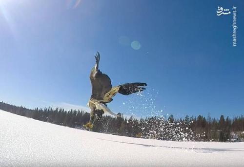 تصاویر خیره کننده از لحظه شکار یک عقاب