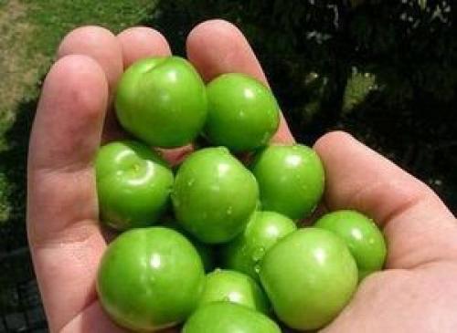 خواص شگفت‌انگیز گوجه‌سبز که تاکنون نمی‌دانستید!