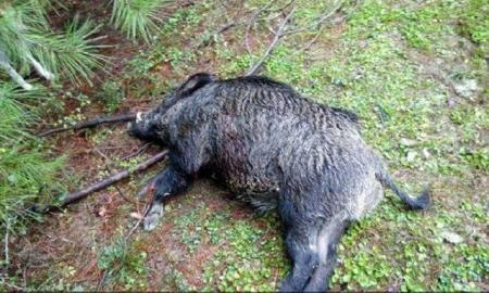 عامل کشتار بیرحمانه تعداد 18 راس گراز وحشی دستگیر شد