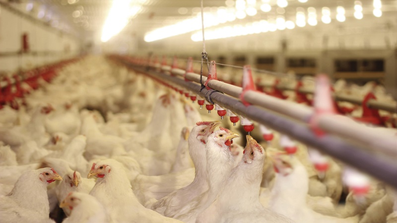 کاهش عرضه مرغ به بازار را تکذیب شد