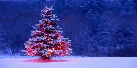مونیخ دارنده گران‌ترین درخت کریسمس+عکس‌ها