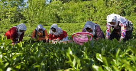 نرخ انواع چای ایرانی درجه یک در بازار +جدول