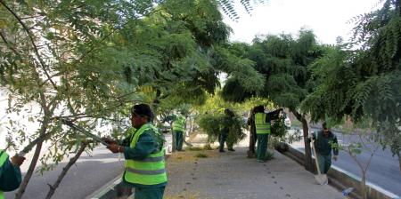 هرس درختان در کاهش جمعیت آفات  اهمیت دارد