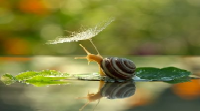 چتر طبیعی حلزون + عکس