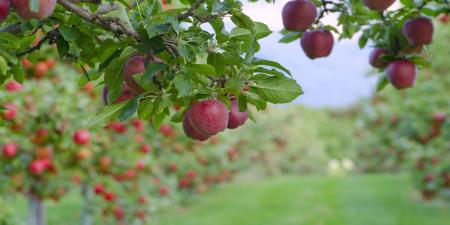 تولید ۳ میلیون و ۲۰۰ تا ۴۰۰ هزار تن سیب در سال جاری