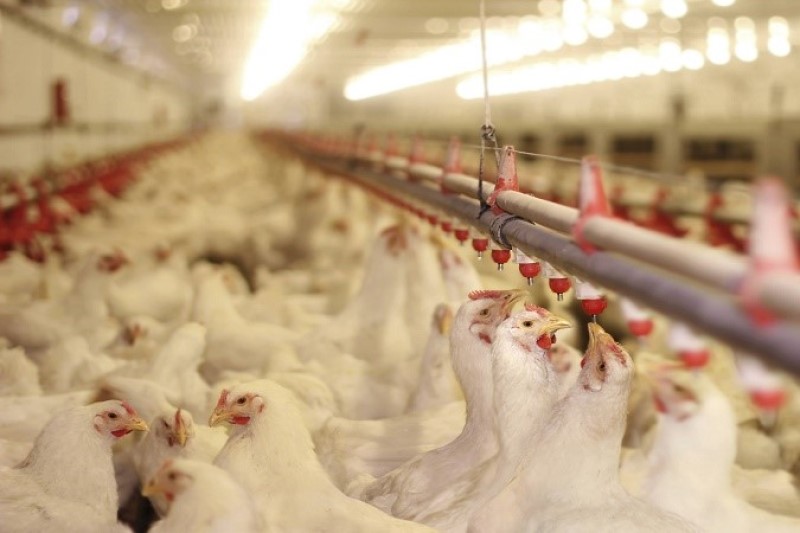  ۱۰۰ کارتن مرغ زنده گوشتی قاچاق کشف شد