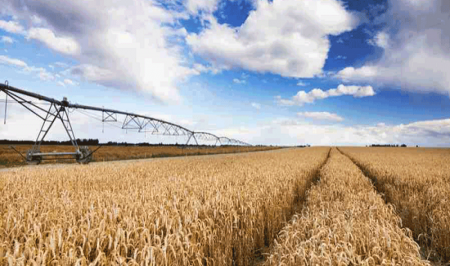  نرخ خرید تضمینی هر کیلو گندم برای سال زراعی  ۹۸-۹۷ به ۱۷۰۰ تومان افزایش یافت