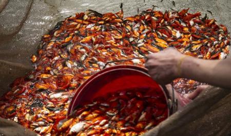 گیلان سکوی نخست تولید ماهیان قرمز کشور+تصاویر