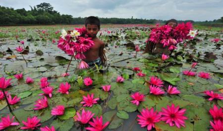 مناطق طبیعی بکر تالاب‌های نیلوفر آبی بنگلادش+تصاویر