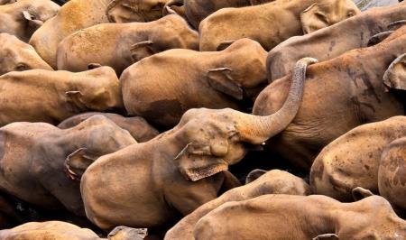 حمله گله فیل‌ها به روستایی در کامرون + فیلم