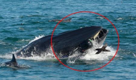 حادثه وحشتناک برای یک غواص در دهان نهنگ+فیلم