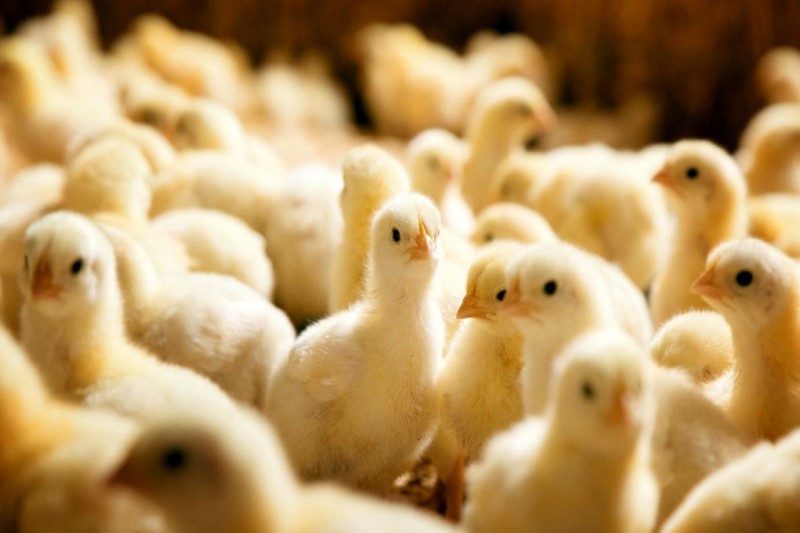 افزایش تولید مرغ در مقایسه با سال96 ؛ ۱۲۰ میلیون قطعه جوجه ریزی در سال 97