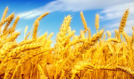 دولت باید قیمت گندم را منطقی و به موقع اعلام کند