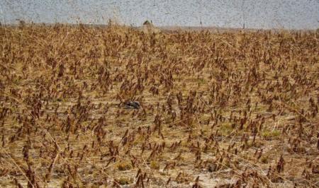  ۲۰۰ هزار هکتار زمین کشاورزی در معرض خطر حمله ملخ های صحرایی قرار دارند